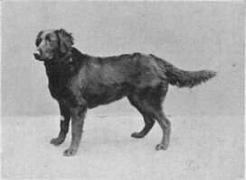 Black Queen (Flatcoat)
