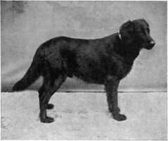 Ch. Black Drake