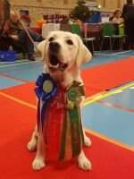 LT LT CH DK CH SE CH BY CH FIREFLY WAY BLUE BLOODED SWEETHEART LT LT CH DK CH SE CH BY CH FIREFLY WAY BLUE BLOODED SWEETHEART