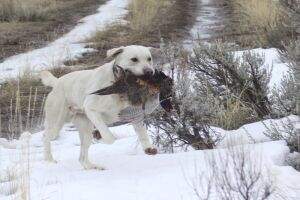 Murdock's Wild Goose Chase