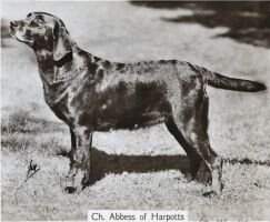 Abbess of Harpotts