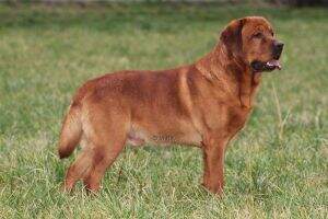 Rubywood Little Gentleman Jack Rubywood Little Gentleman Jack