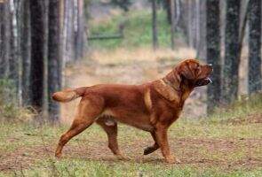 TANGO RUBYWOOD TANGO RUBYWOOD