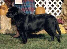 Allegheny's Labwell Jollity