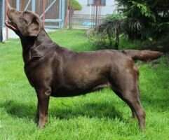 C.I.B , CH Coffie Benison "U" universal hunting dog