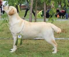 ChCZ SK Exccellente Chiara Bellissima Nera JBOB BIG JUNIOR 3 2x CACIB 3x Res. CACIB 3x 2x Res. BIG