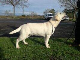ES Canis Amicus Neo PAN