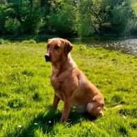 Ballymoy Hunter Ballymoy Hunter