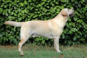 IT Selected Stud Dog Gentlestep Dreammaker IT Selected Stud Dog Gentlestep Dreammaker