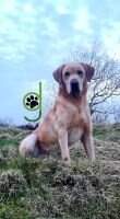 Ir FTCH Sarnesfield Midnight Run
