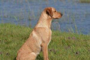 Beautiful Hunter Pearl
