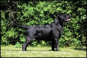 Nelson (NHSB 3069566) Nelson (NHSB 3069566)