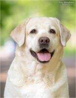 C.I.E. UA Blr JGrCh Ua Blr Ch Breed Ua Ch 3*Ua Bg Night Planet Black Cresset C.I.E. UA Blr JGrCh Ua Blr Ch Breed Ua Ch 3*Ua BgCh Caucasian Az Ge Mol Ua