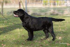 DRC J CH Zinfndel's Mr. Big Stuff