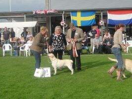 CH-NL HR-I HR-GCH BE VDH LCD LUX BENELUX Chloe From Service Paradise BNLW'14-15 GW'14 BW'14 CW'17