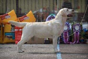 CH RUS CLUB RUS/AZE/KAZ/SMR/PHL/LT/LV CH CLUB CH Lab'SPB Lange Forvard FT Duck