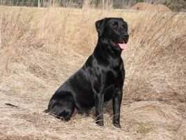 FTCH Kornay Hunting Elvis