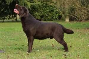 Zeus Katie's Labrador Yard