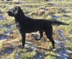 Cheviot Harris Cheviot Harris