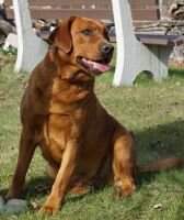 Victory Hill Fox Red Emma Victory Hill Fox Red Emma