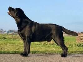 Carpenny Pharoh Carpenny Pharoh