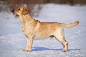 Rus/Club Club Ch Ch Rus LT /LV/UA/GEO/KAZ/MD/BG CH Windup Barberry Shade of a Saffron FT Duck