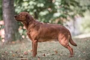 Olive Red Waleah von Fichtenberg Olive Red Waleah von Fichtenberg