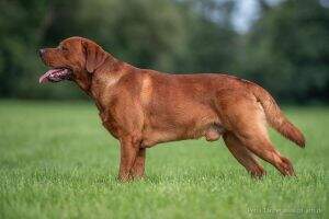 Lennox Red Flash von Fichtenberg Lennox Red Flash von Fichtenberg