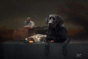Kroonkennel's Tully Morrison