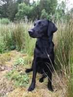 Seaside Gundogs High Five Freja Seaside Gundogs High Five Freja