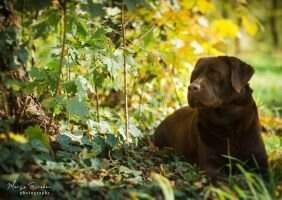 Andora (Doni x Tara Chocolate Beauty of Kecman) Andora (Doni x Tara Chocolate Beauty of Kecman)