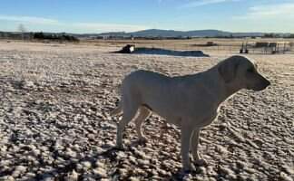 Bridget Golden Leash Academy CGCA CGCU VHMA TKN ATT