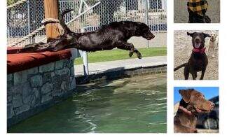 Liberty Bell Of Country K9 CGCA CGCU Liberty Bell Of Country K9 CGCA CGCU