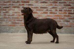 Thani de Labradoria