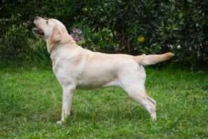 Ema de Labradoria Ema de Labradoria