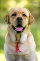 UA Saluta's Lab Archie Brave Knight