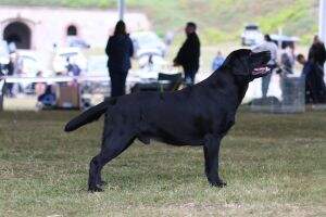 GrandCh,Ch.SK AKIM FOR DAIS BY Chocolate diamond U