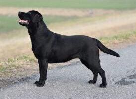 SK AVELIA Velvet lightning