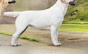 NATIONAL LABRADOR CLUB CH RFK Hit Of Hit Zalazara