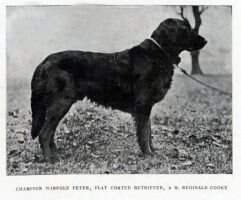 Wimpole Peter Wimpole Peter