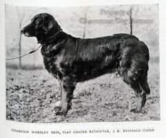 Worsley Bess