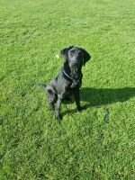 Lady glenarm Lady glenarm