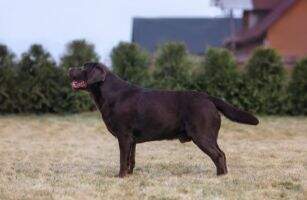 CH Blr CH Breed Good Miller Compliment CH Blr CH Breed Good Miller Compliment