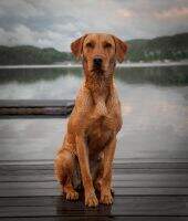 daisy (labrador)