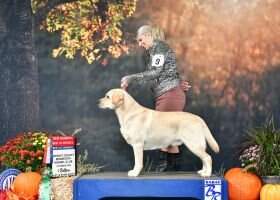 Hoffmanns Martin Dog Kressin BN DCAT ACT2 ACT2J RATN DM DSA AS CGCA CGCU TKA ATT VHMA