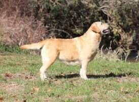 Miracle Maggie Of Mtn Meadow
