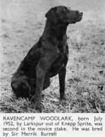 Ravencamp Woodlark