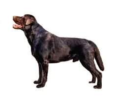 LV & LT & EST & BALT LT Ch KING HULK APLABRADORS