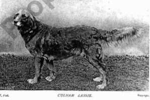 Culham Lassie Culham Lassie