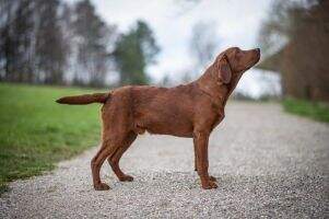 Once upon a time Robert Redfort of Lakeview Labradors